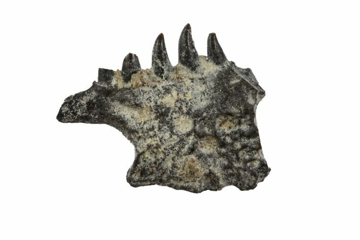 Permian Synapsid (Mycterosaurus) Jaw Section - Oklahoma #137620